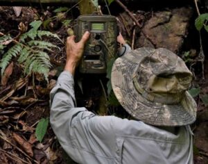 Setting up of camera traps